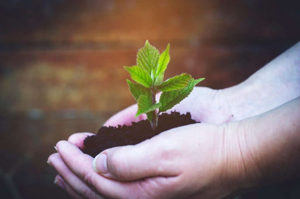 seedling, plant, hand, planting, sprout, tree, leaves, spring, growth, gardening, nature, seedling, seedling, sprout, sprout, sprout, sprout, sprout